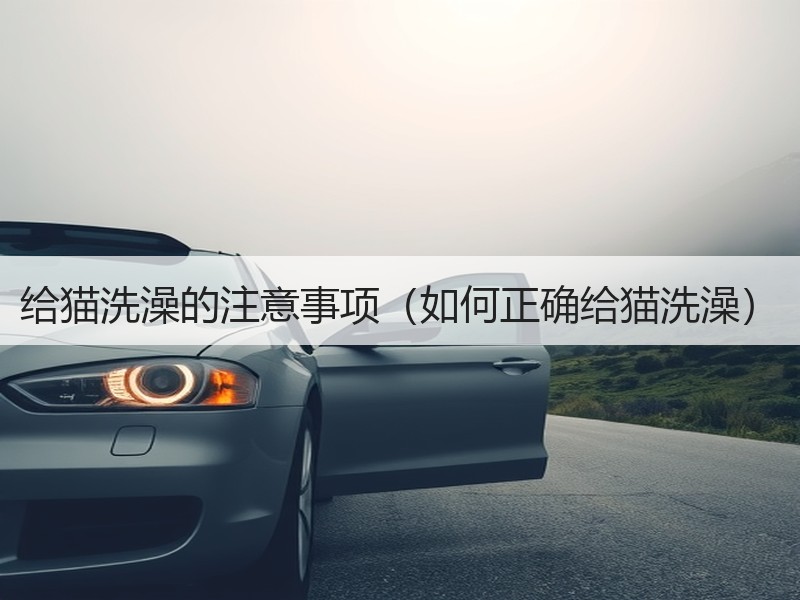给猫洗澡的注意事项（如何正确给猫洗澡）
