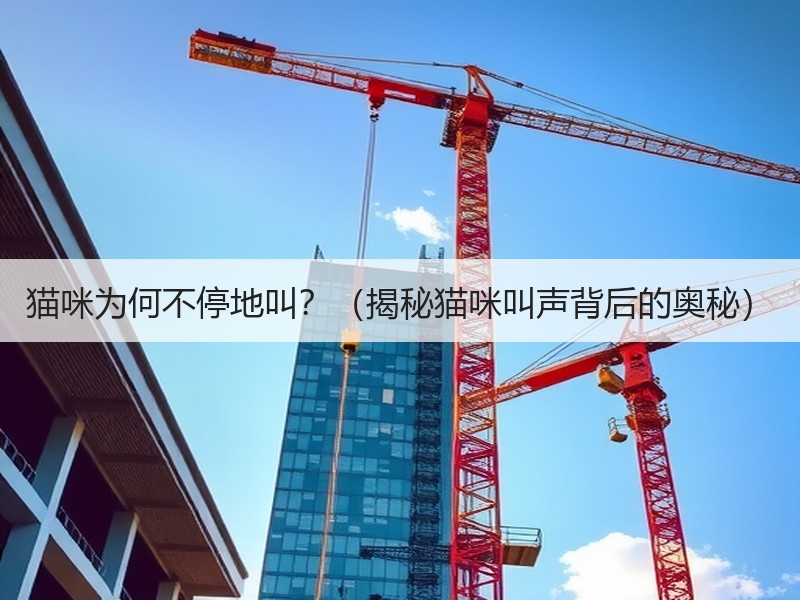 猫咪为何不停地叫？（揭秘猫咪叫声背后的奥秘）