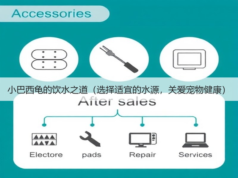小巴西龟的饮水之道（选择适宜的水源，关爱宠物健康）