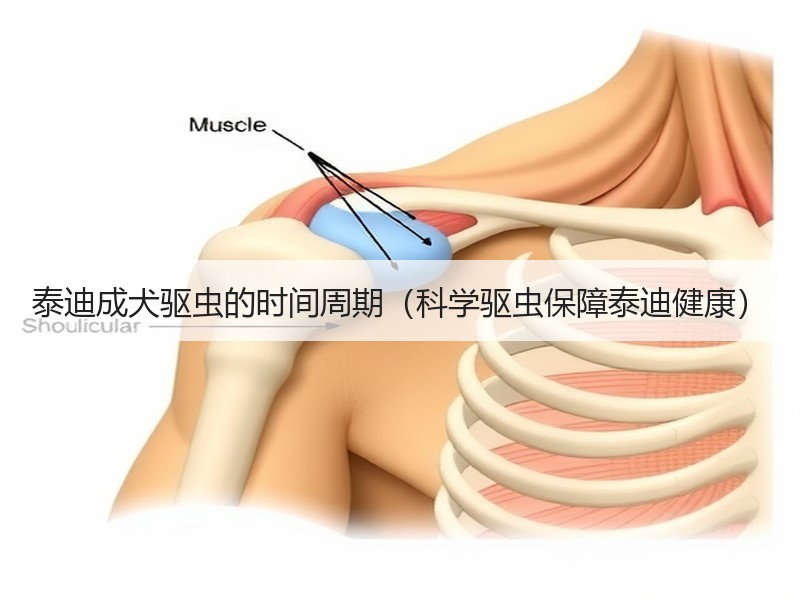 泰迪成犬驱虫的时间周期（科学驱虫保障泰迪健康）