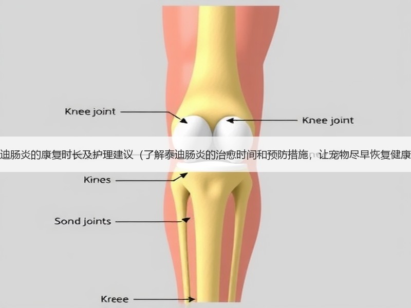 泰迪肠炎的康复时长及护理建议（了解泰迪肠炎的治愈时间和预防措施，让宠物尽早恢复健康）