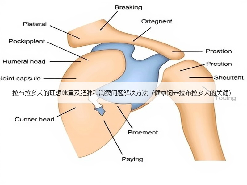 拉布拉多犬的理想体重及肥胖和消瘦问题解决方法（健康饲养拉布拉多犬的关键）