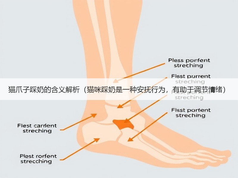 猫爪子踩奶的含义解析（猫咪踩奶是一种安抚行为，有助于调节情绪）