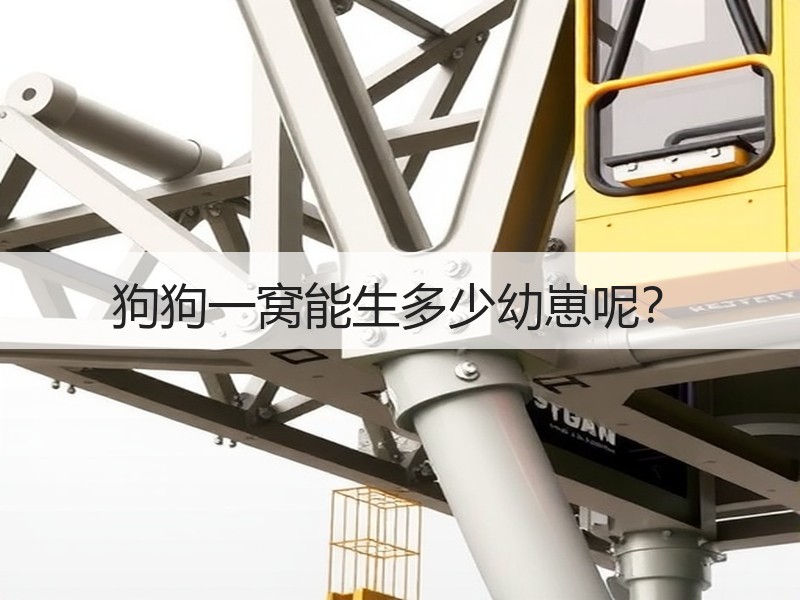 狗狗一窝能生多少幼崽呢？