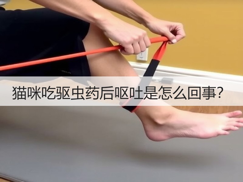 猫咪吃驱虫药后呕吐是怎么回事？
