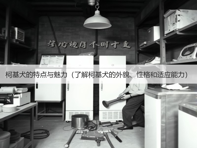 柯基犬的特点与魅力（了解柯基犬的外貌、性格和适应能力）