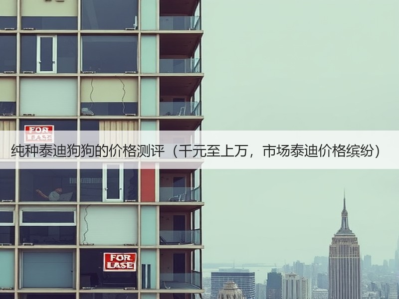 纯种泰迪狗狗的价格测评（千元至上万，市场泰迪价格缤纷）