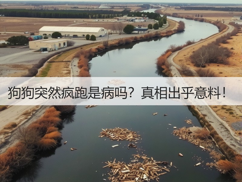 狗狗突然疯跑是病吗？真相出乎意料！