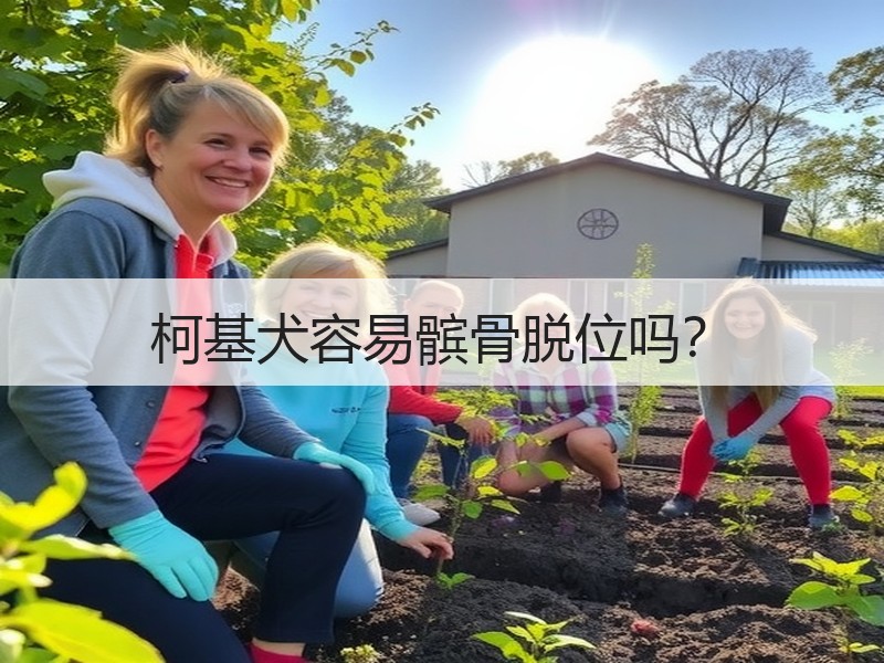 柯基犬容易髌骨脱位吗？