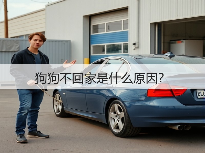 狗狗不回家是什么原因？