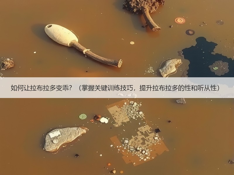 如何让拉布拉多变乖？（掌握关键训练技巧，提升拉布拉多的性和听从性）