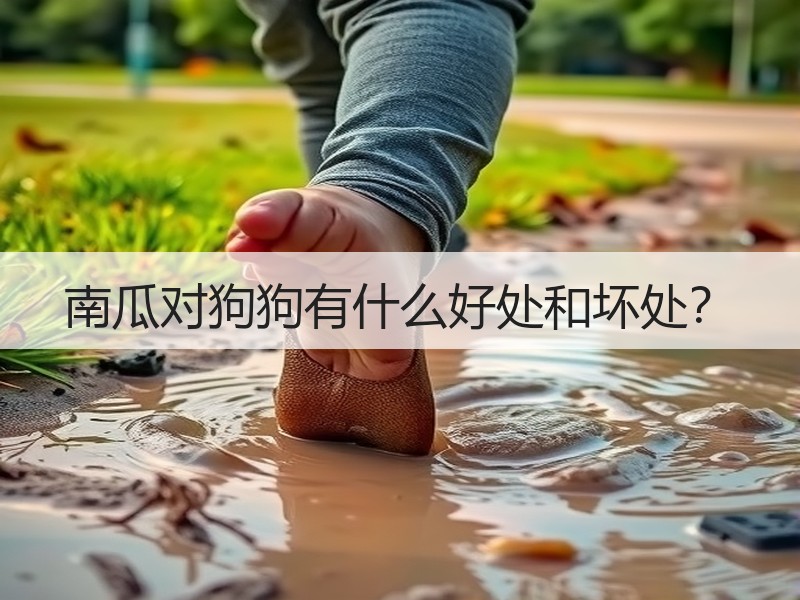南瓜对狗狗有什么好处和坏处？