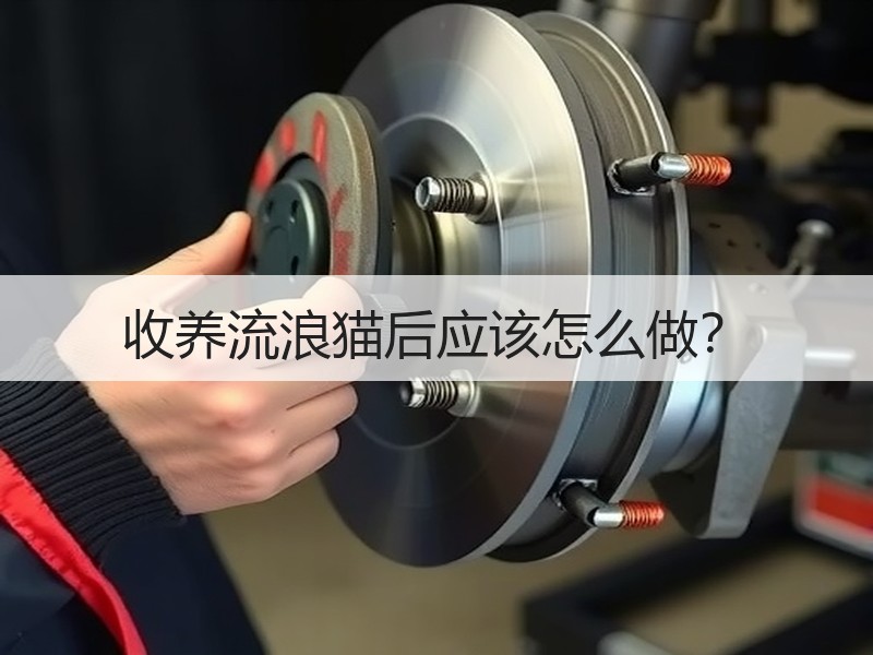 收养流浪猫后应该怎么做？