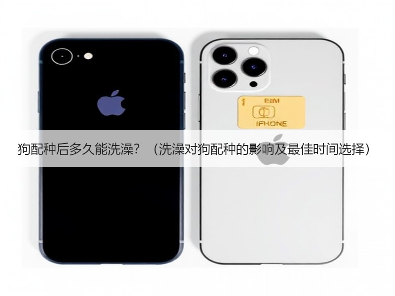 狗配种后多久能洗澡？（洗澡对狗配种的影响及最佳时间选择）