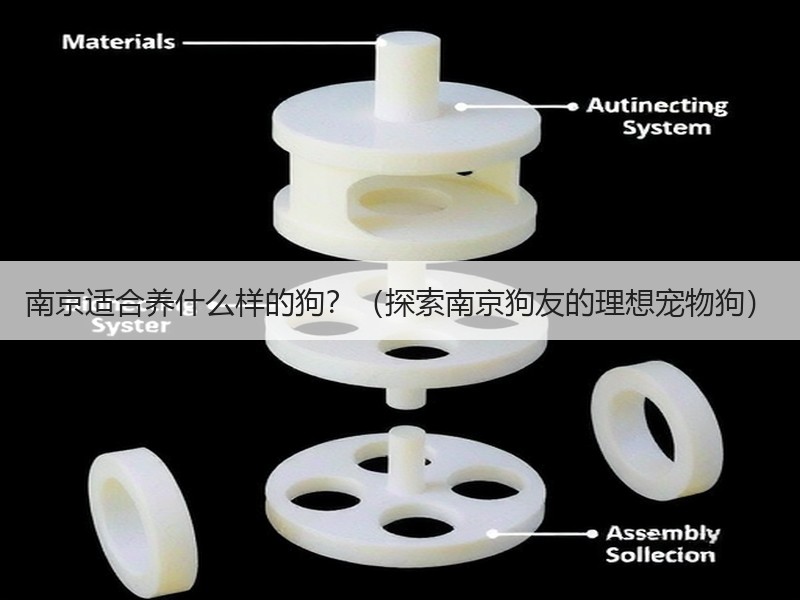 南京适合养什么样的狗？（探索南京狗友的理想宠物狗）
