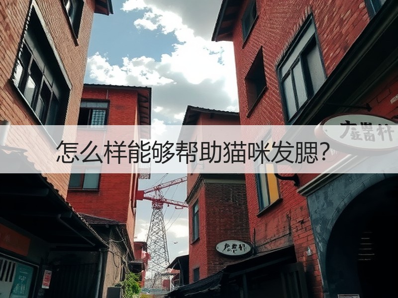怎么样能够帮助猫咪发腮？