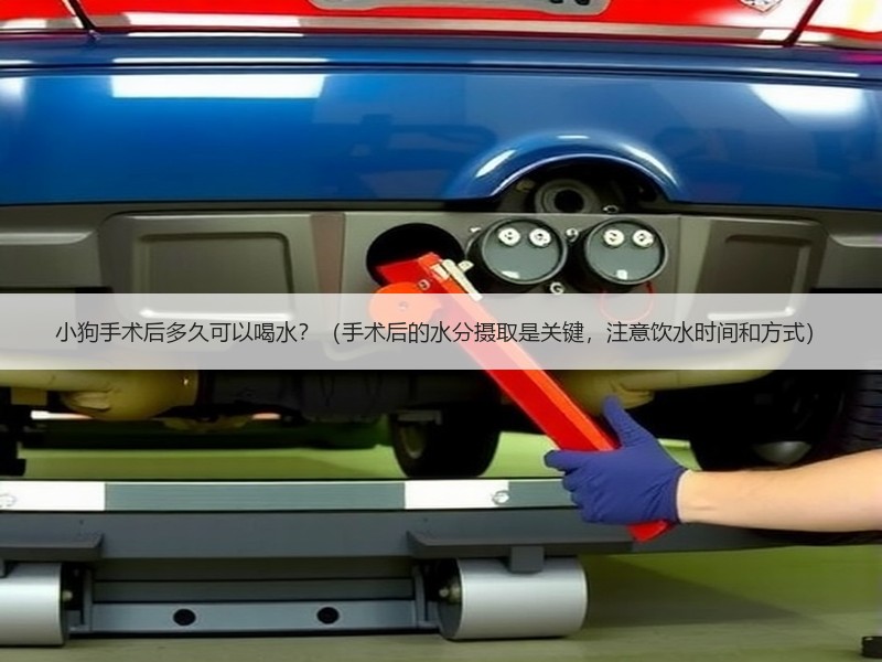 小狗手术后多久可以喝水？（手术后的水分摄取是关键，注意饮水时间和方式）