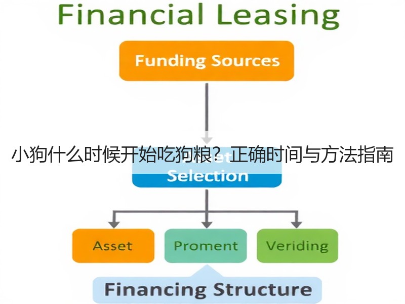 小狗什么时候开始吃狗粮？正确时间与方法指南