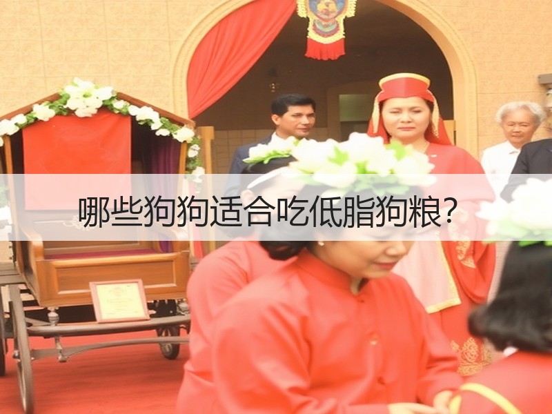 哪些狗狗适合吃低脂狗粮？