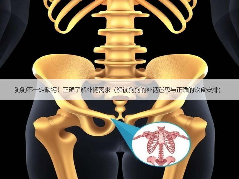 狗狗不一定缺钙！正确了解补钙需求（解读狗狗的补钙迷思与正确的饮食安排）