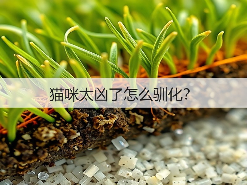 猫咪太凶了怎么驯化？