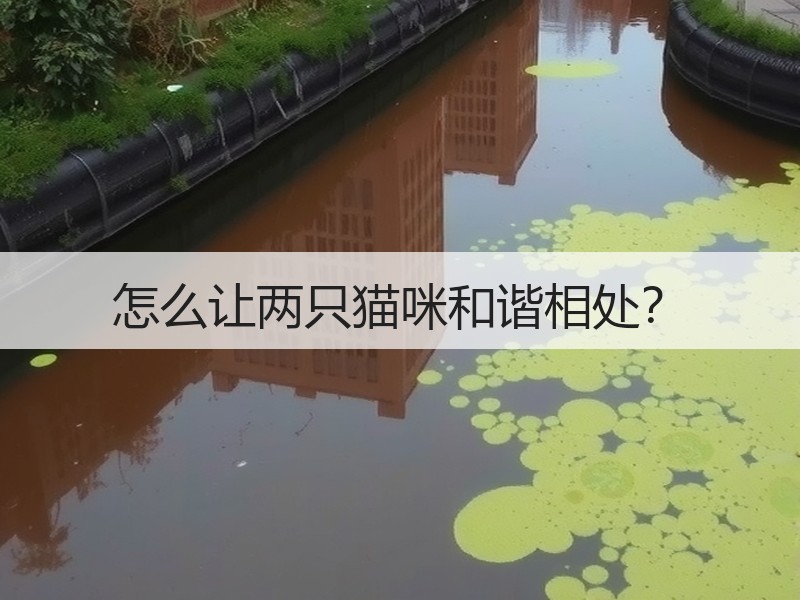 怎么让两只猫咪和谐相处？