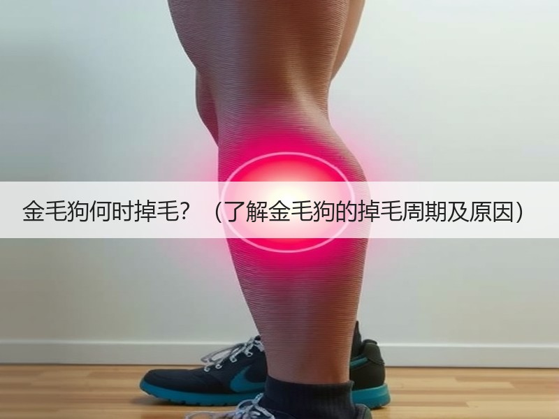 金毛狗何时掉毛？（了解金毛狗的掉毛周期及原因）