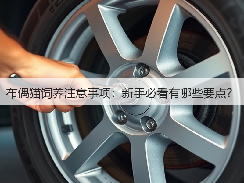 布偶猫饲养注意事项：新手必看有哪些要点？