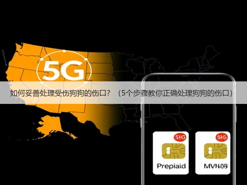 如何妥善处理受伤狗狗的伤口？（5个步骤教你正确处理狗狗的伤口）
