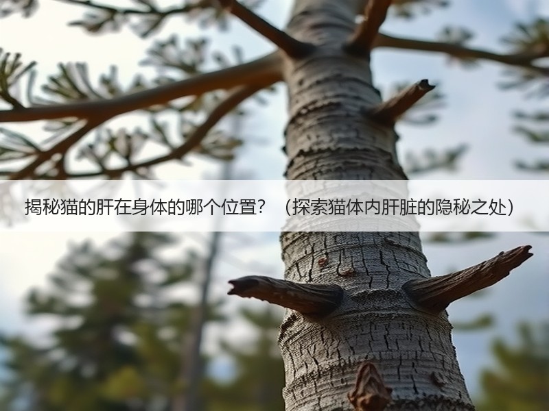 揭秘猫的肝在身体的哪个位置？（探索猫体内肝脏的隐秘之处）