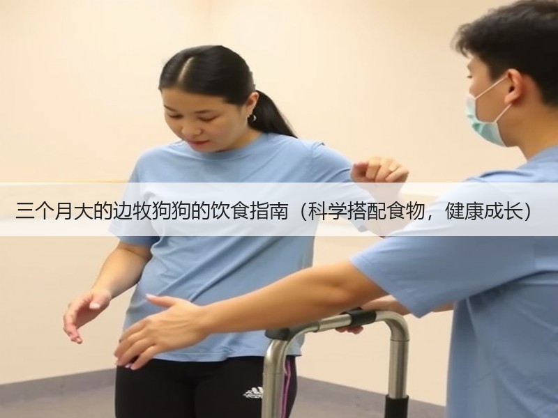 三个月大的边牧狗狗的饮食指南（科学搭配食物，健康成长）
