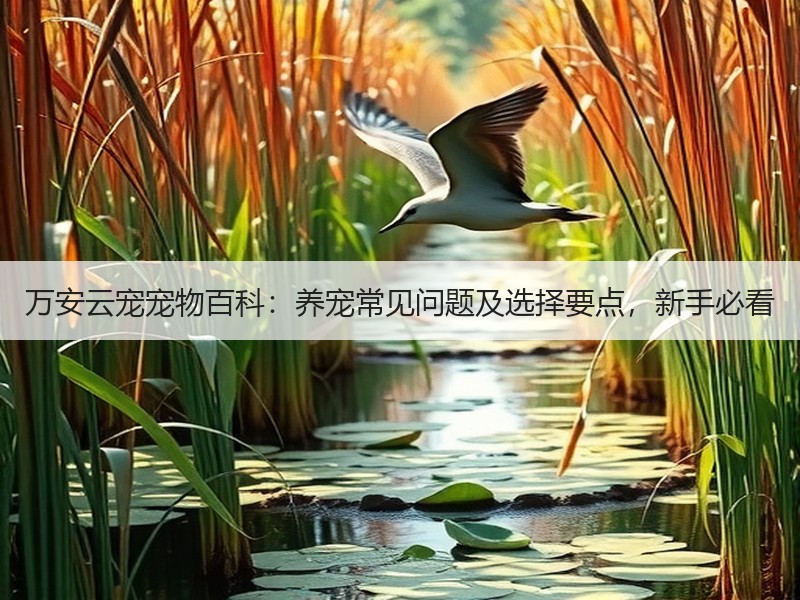 万安云宠宠物百科：养宠常见问题及选择要点，新手必看