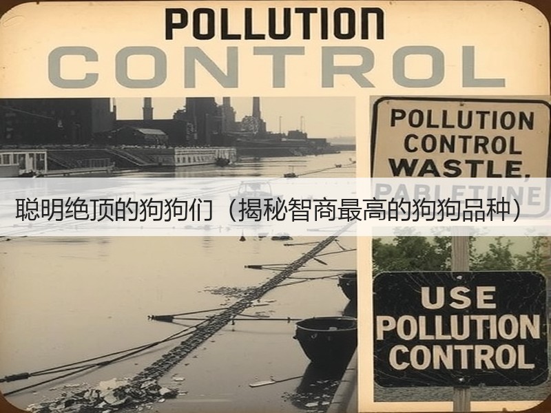 聪明绝顶的狗狗们（揭秘智商最高的狗狗品种）