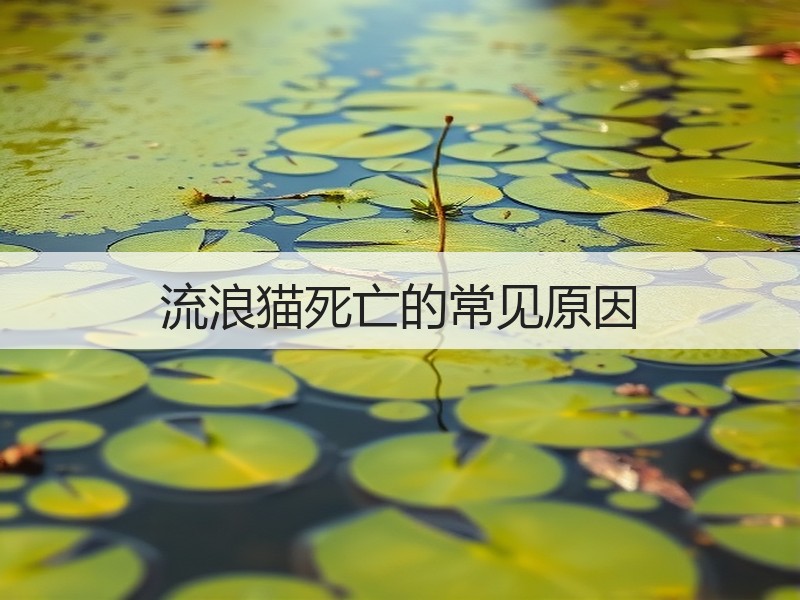 流浪猫死亡的常见原因
