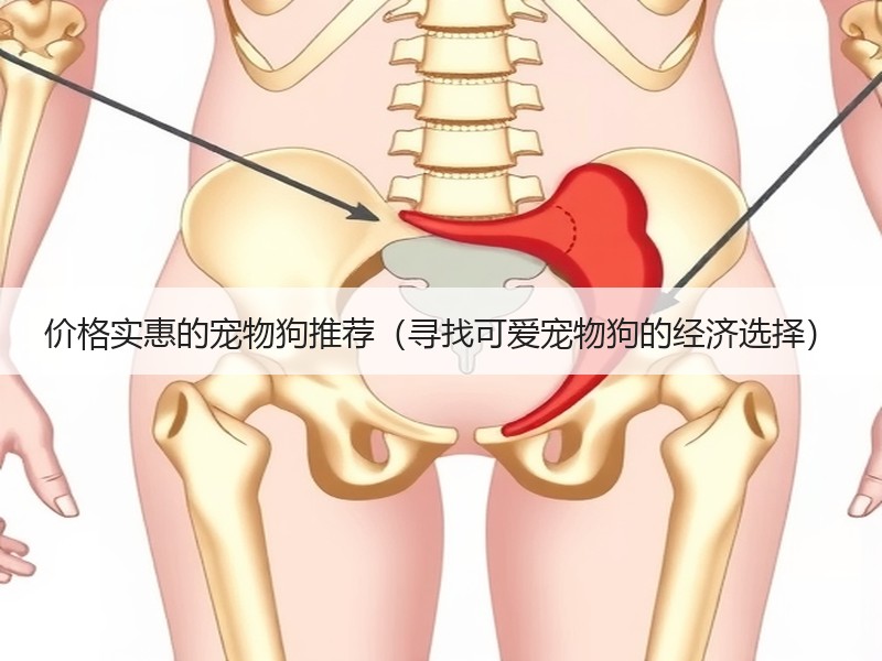 价格实惠的宠物狗推荐（寻找可爱宠物狗的经济选择）