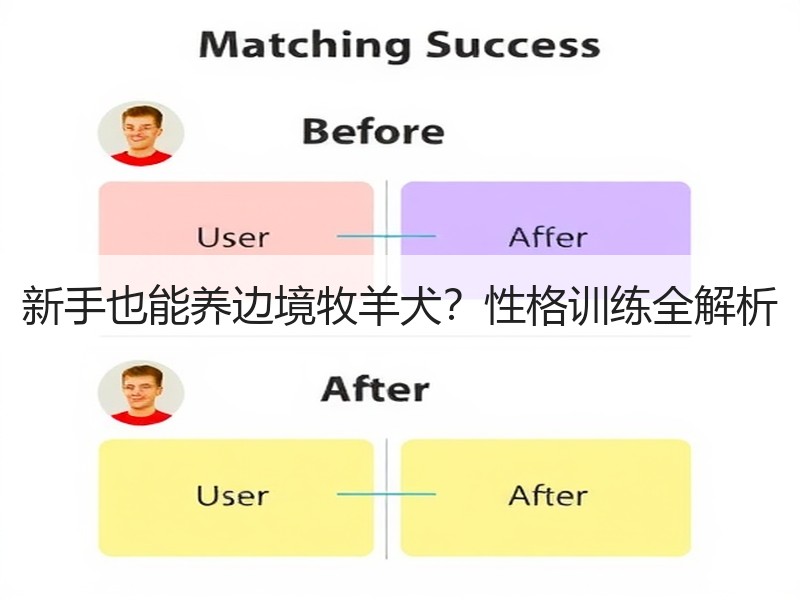 新手也能养边境牧羊犬？性格训练全解析