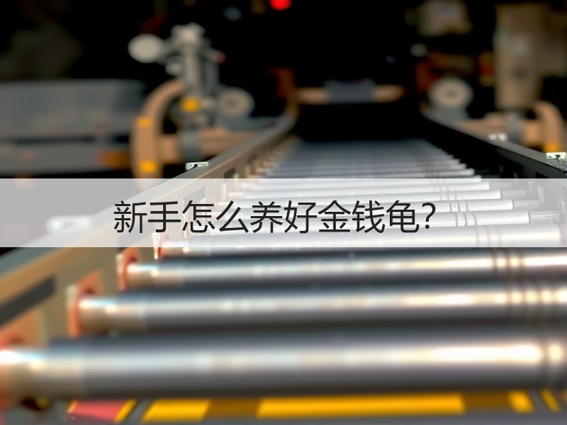 新手怎么养好金钱龟？
